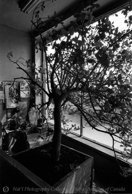 grapefruit tree