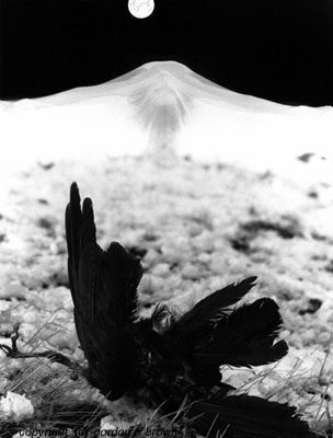 fuji crow