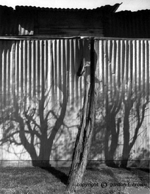 windbreak