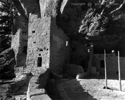 spruce tree house